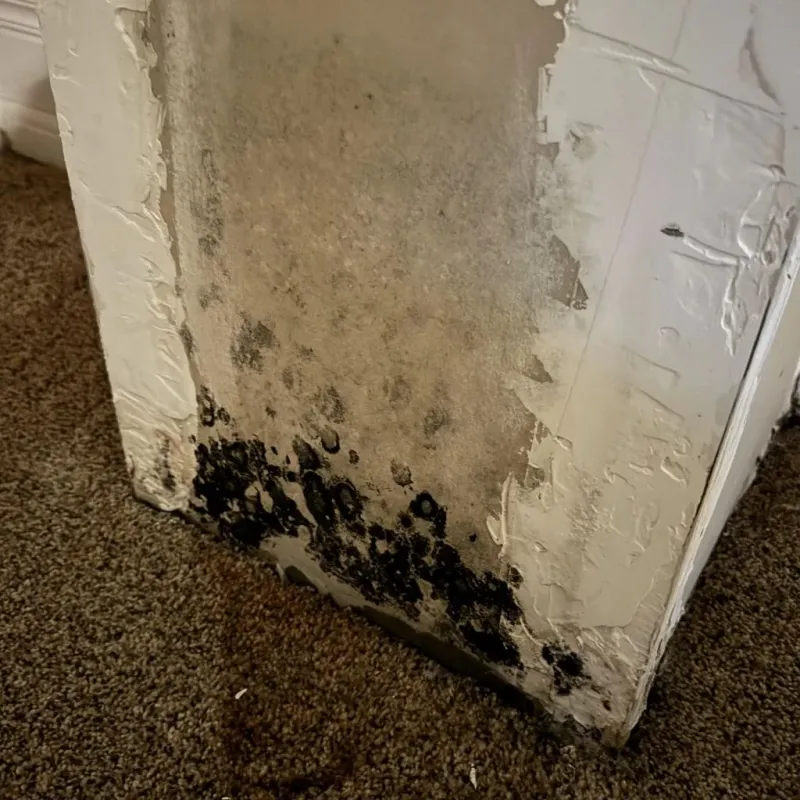 Professional Mold Removal in Lawrenceville, NJ